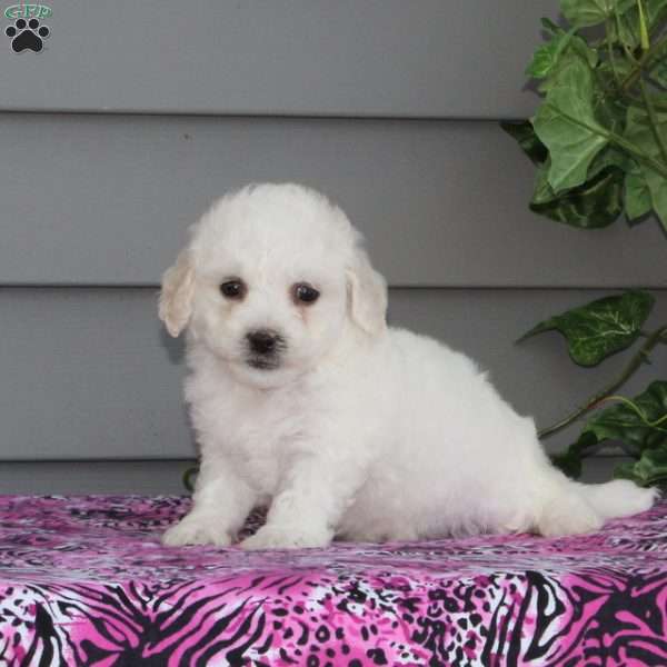 Valerie, Bichon Frise Puppy